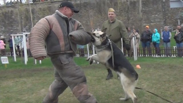 Восточноевропейская овчарка