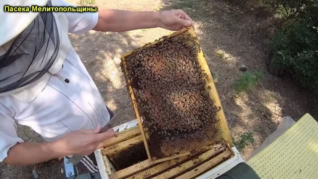 Гнездо Карники в конце взятка