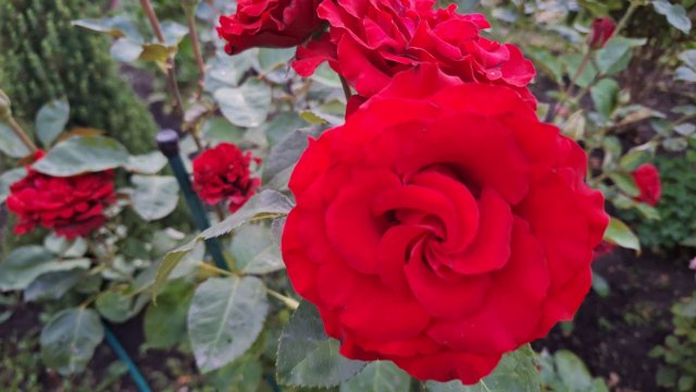 Vlog/166/ Ноябрь, снега нет/ Дача, банька,шашлычок...