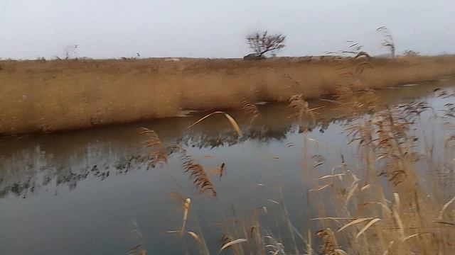 VID_20251116_151148.mp4 обзор деревенской речки 🎣