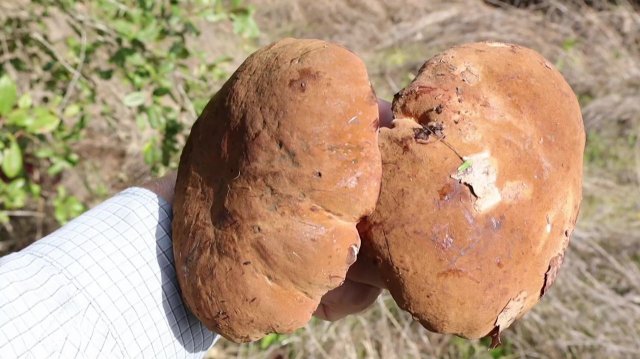 Грибная охота 2025. Первые осенние грибы. Дубовики, маслята, сыроежки.