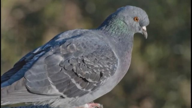 Голуби в городе