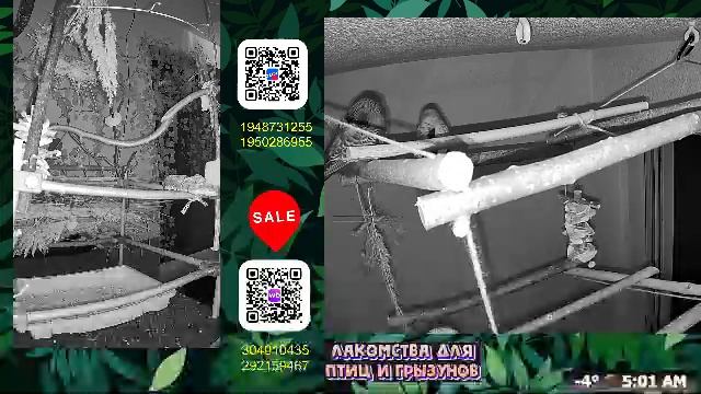 Волнистые попугаи 🦜🦜🦜 | авиарий на балконе📍