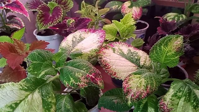 пересадка цветов в квартире