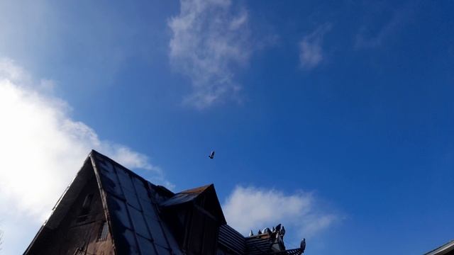 Николаевские голуби Молодой первый раз на крыше,показывал в предыдущем ролике