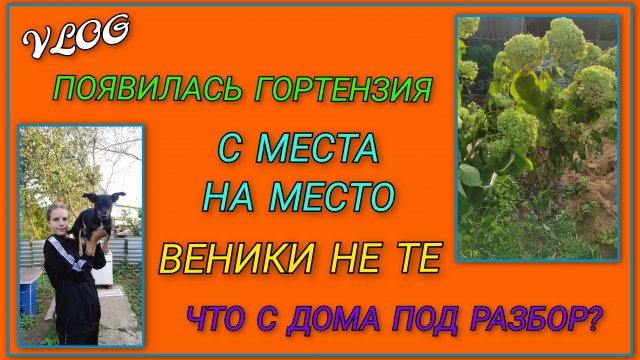 VLOG: На участке появилась гортензия/ Что ещё привезли с дома под разбор/ Веники нынче не те