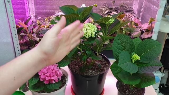 как вырастить крупнолистную гортензию