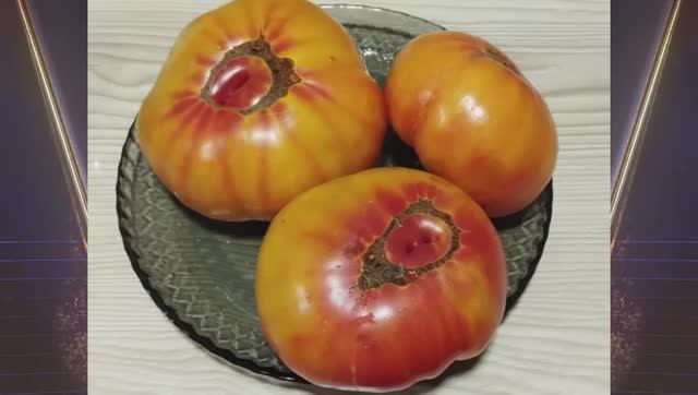 Томат Большие бело-розовые полосы