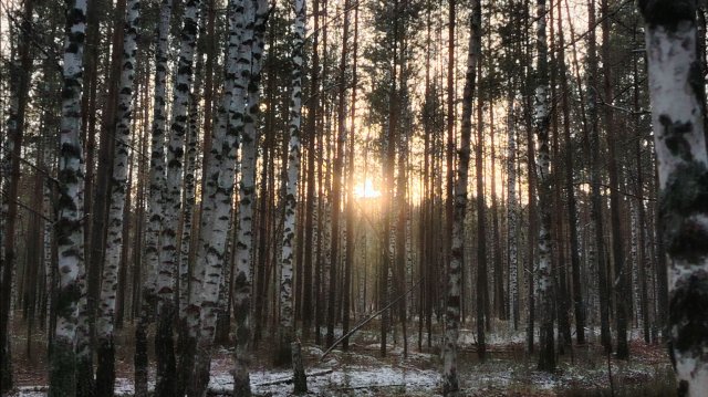 Прогулка по лесу Марий Эл