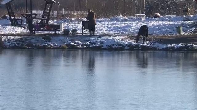 поимка осетра