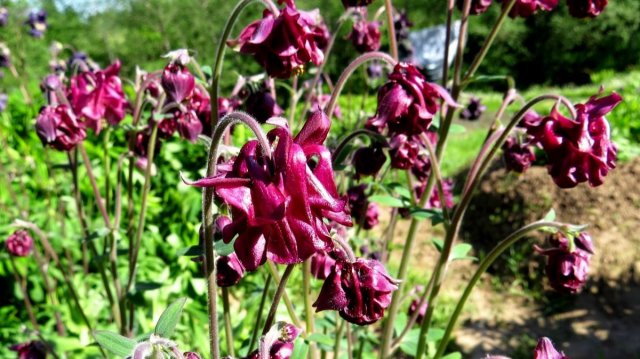 Аквилегия (водосбор). Красивое пение птиц и противный шум камеры...