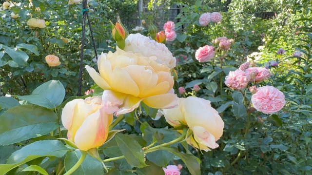 Июль в Саду 14 июля 2025 часть 2