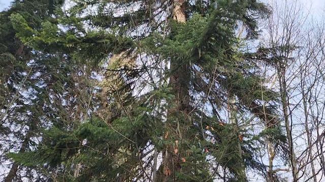 Поездка в Абхазию к Серебрянному источнику (15.11.25)