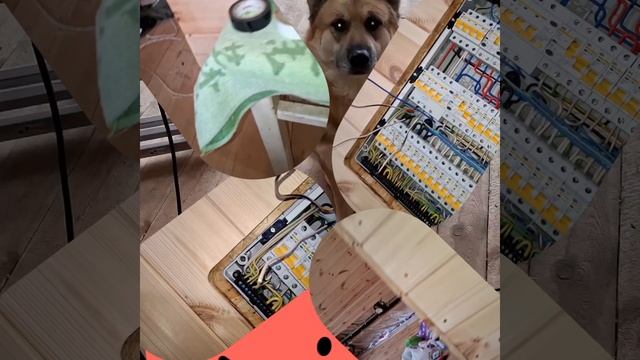 1000040261.mp4 (Собака смотрит на монтаж электропроводки (подключен. 3-х ф. розетки) в доме А-фрейм)