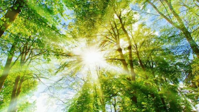 Два крыла из небес