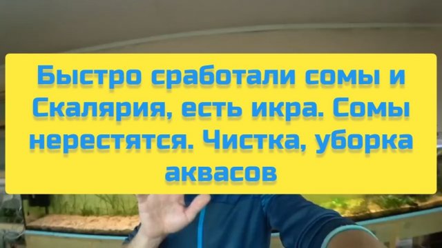 БЫСТРО СРАБОТАЛИ СОМЫ И СКАЛЯРИЯ, ЕСТЬ ИКРА. СОМЫ НЕРЕСТЯТСЯ. ЧИСТКА, УБОРКА АКВАСОВ