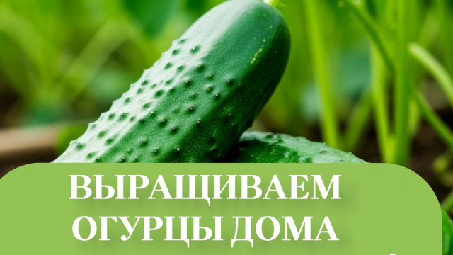 СКОРО БУДЕМ ПРЕЩИПОВАТЬ ОГУРЦЫ.