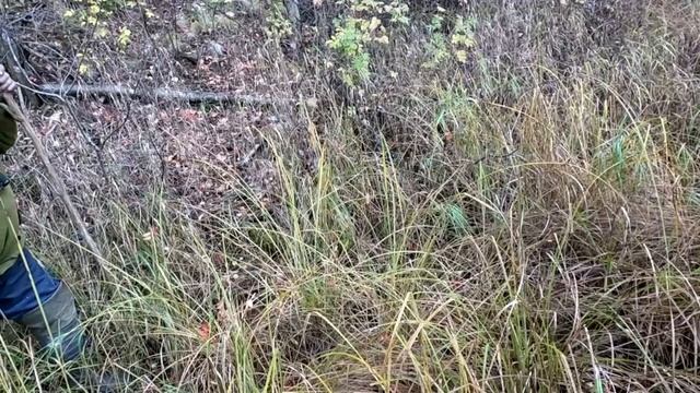 Золотой октябрь #14