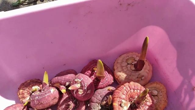 Дачная жизнь / Видео архив 2023 год