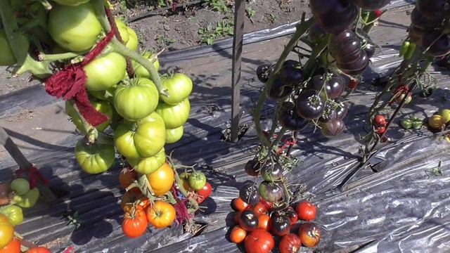 Томат Куум. №742 в каталоге. Обзор в открытом грунте.