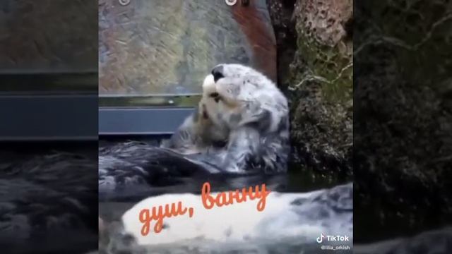 проснись и пой