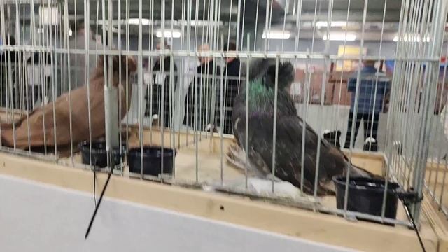 Московская международная выставка голубей 🔥💯