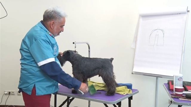 Секреты груминга цвергов