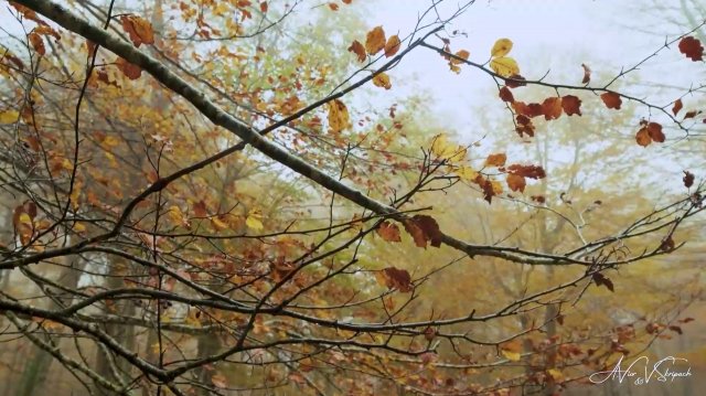 Ноябрь (клип)