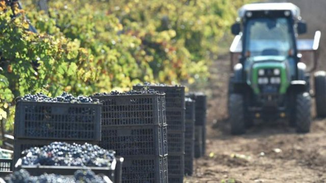 Рекордный урожай винограда собрали в Краснодарском крае
