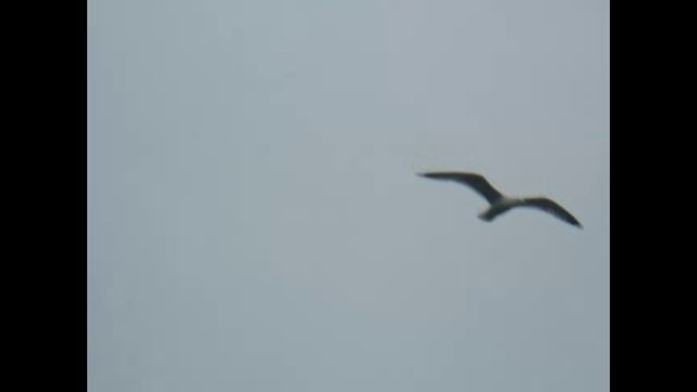 Новый Год Стучится В Двери