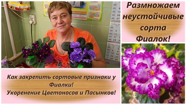 Размножаем неустойчивые сорта Фиалок! Как закрепить сортовые признаки у Фиалки!