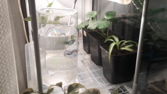 ПОКУПКИ С ВБ//КАК РАСТЁТ ЭУСТОМА //СОБИРАЮ СВОИ СЕМЕНА//