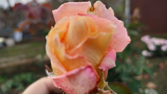 Ещё один замечательный день! Жизнь станичная на пенсии.