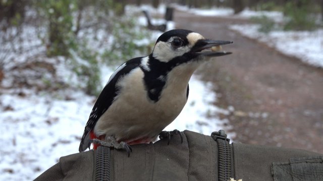Белки. Дятел. Снег. Дождь. Холодно. Зарисовка