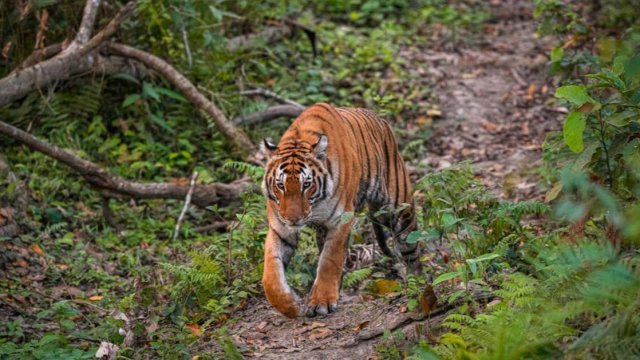 Тигр съел справлявшего нужду фермера в Индии