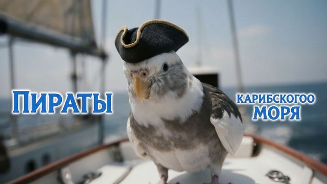 ОБУЧЕНИЕ КОРЕЛЛЫ МЕЛОДИИ ИЗ ФИЛЬМА «ПИРАТЫ КАРИБСКОГО МОРЯ»