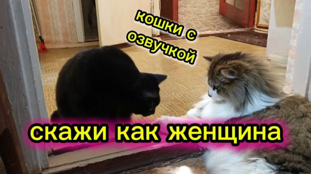 КОШКИ С ОЗВУЧКОЙ