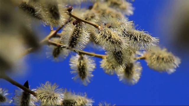 Светлана Малюка - Туда где Свет
