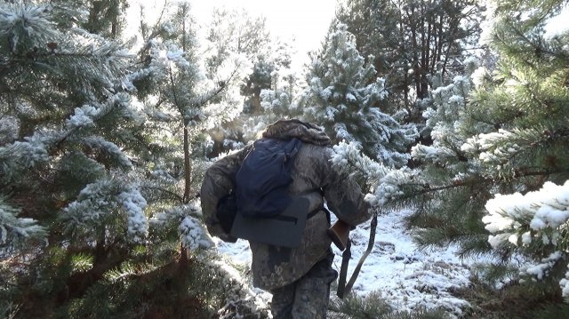 Тетерев. Охота на тетерева с мелкашкой. Добыл отличного косача.