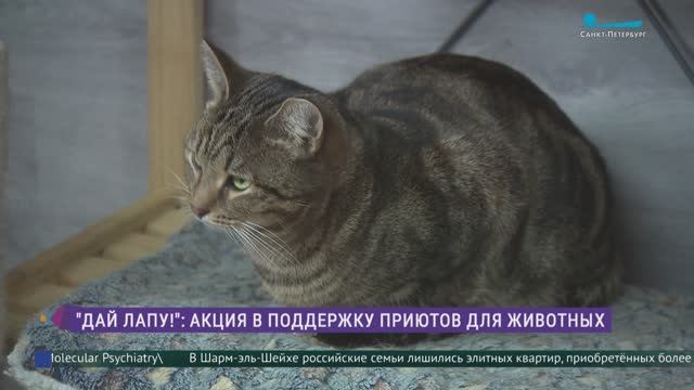 «Дай лапу»: акция в помощь обитателям приютов для животных