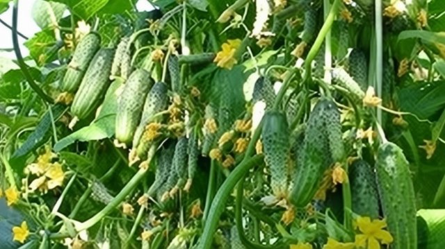 Продавцы семян их прячут Эти 2 сорта огурцов оставят вас без места в погребе.