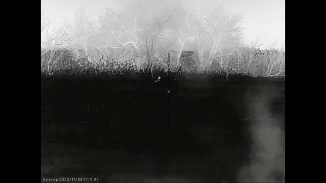 Два вечера охоты на шакала в Волгоградских степях под яркой луной.