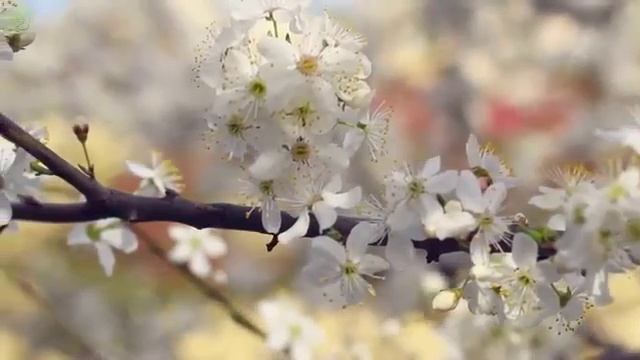 Музыка для души и релакса, весна и красивые цветы