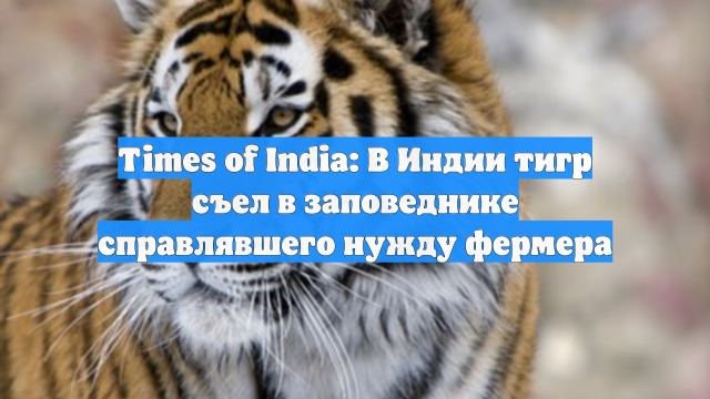 Times of India: В Индии тигр съел в заповеднике справлявшего нужду фермера