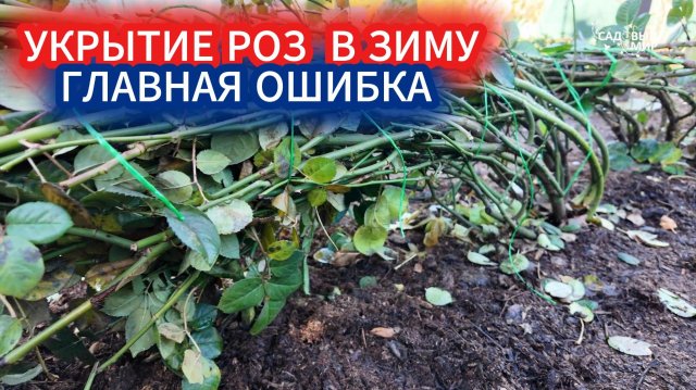 НЕ СМЕЙТЕ УКРЫВАТЬ РОЗЫ ДО МОРОЗОВ В НОЯБРЕ - СОПРЕЮТ! ПРИ КАКОЙ ТЕМПЕРАТУРЕ УКРЫВАЮТ РОЗЫ В ЗИМУ