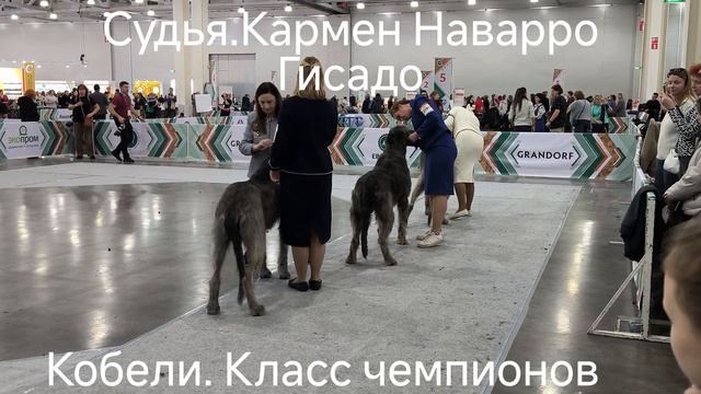 ЕВРАЗИЯ 16 ноября 2025 год.
10 группа Ирландский вольфхаунд