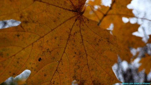 Красавица осень,золотая, багряная...🍁🍁🍁