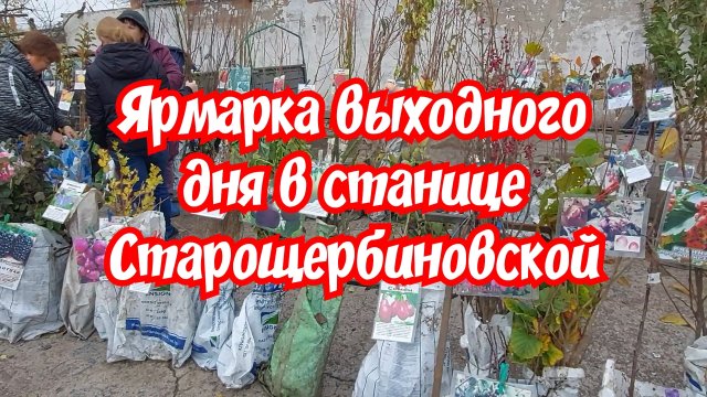 Ярмарка выходного дня в станице Старощербиновской. Купили курочек и саженцы винограда.