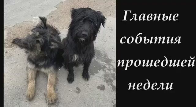 Главные события прошедшей недели. Приют для животных