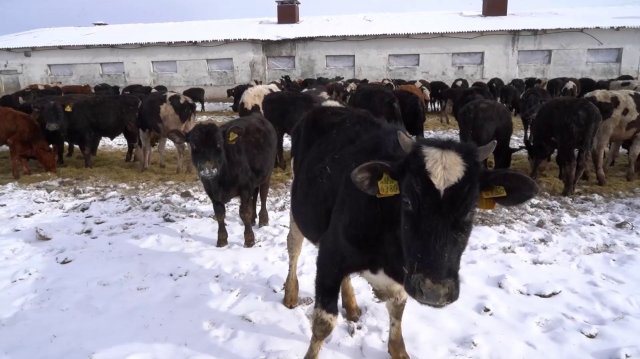 КФХ «Комарова»: трупы животных и антисанитария в коровниках привели фермера под суд